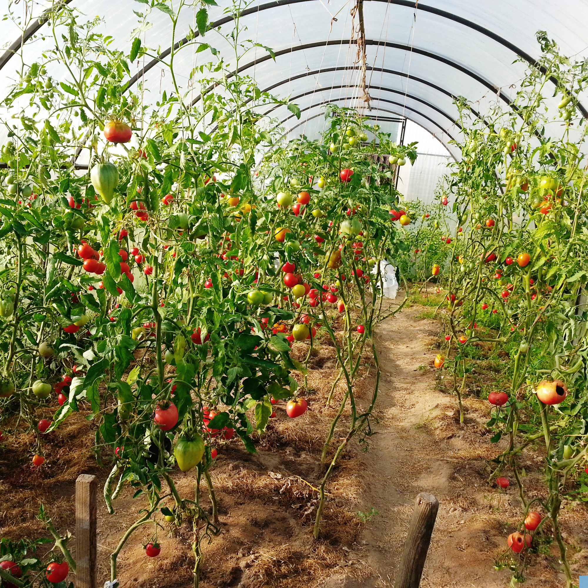 Mohaduba nursery plant selection